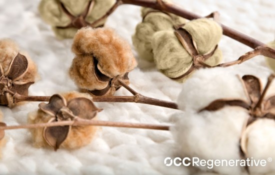 Натурально окрашенный хлопок от LANGYARNS