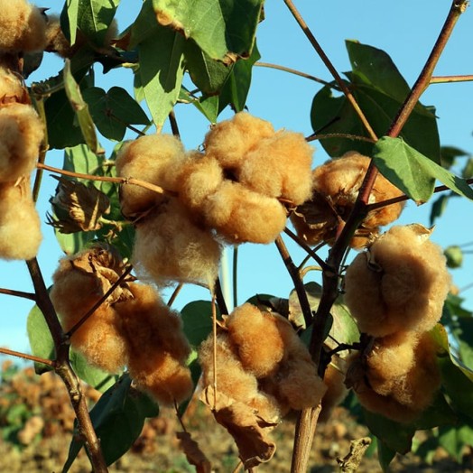 Экопряжа от LANGYARNS для ответственного вязания