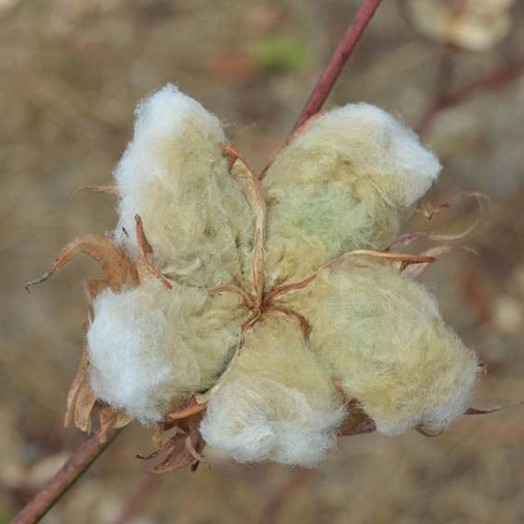 LANGYARNS Baby Cotton с устойчивой цепочкой поставки