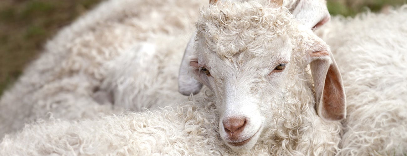 классификация мохера LANGYARNS