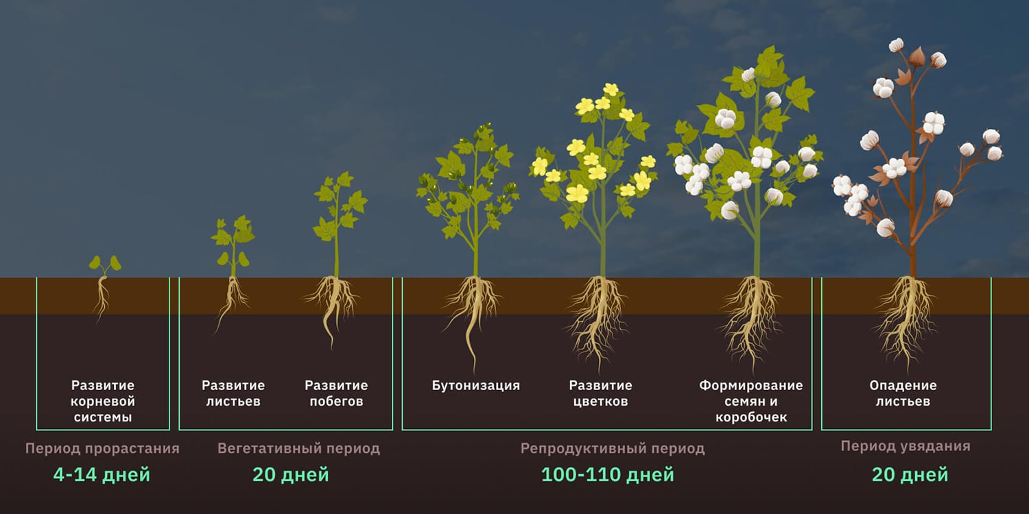 Фазы развития хлопчатника