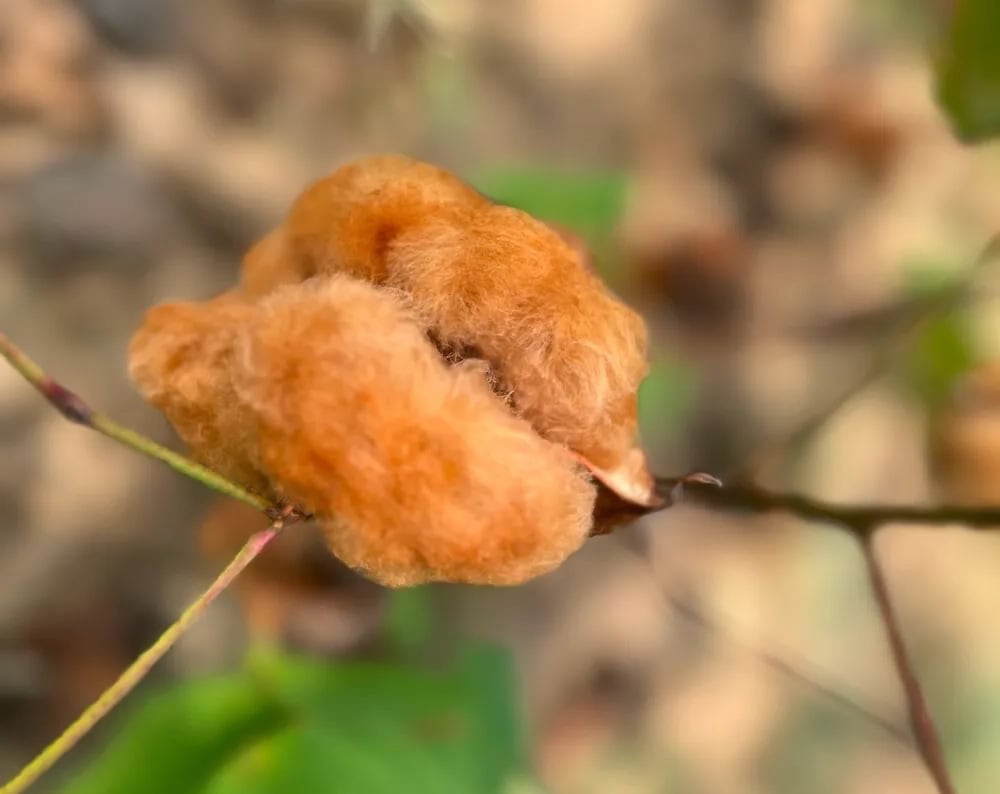 OCCRegenerative Изготовленные из бразильского хлопка Naturally Colorgrown, нити изготавливаются из уплотненного и расчесанного хлопка для повышения качества