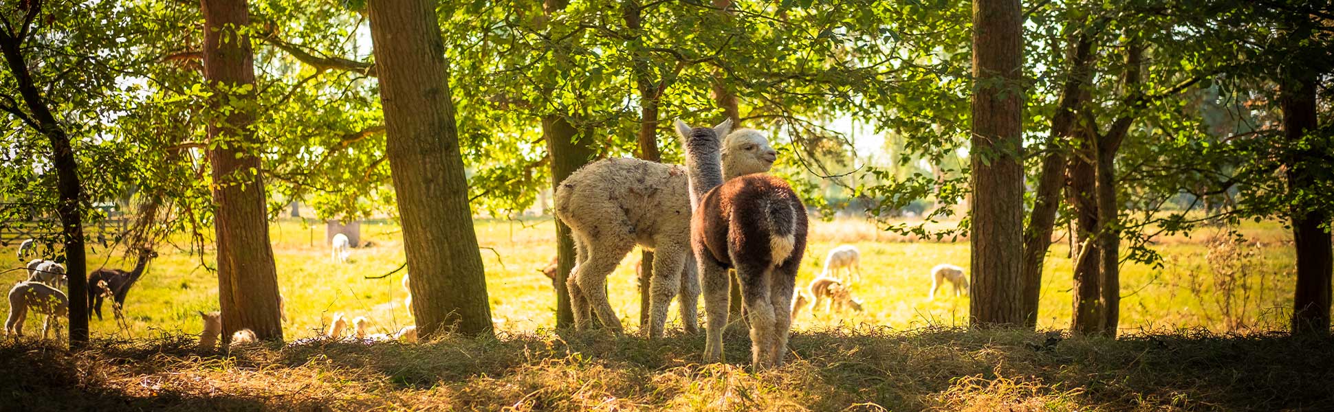 Pascuali Alpaca Fino пряжа из беби альпака с сертификатом RAS (Responsible Alpaca Standard)