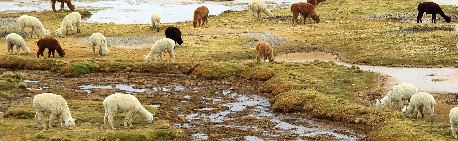 купить пряжу Pascuali Alpaca Lace в Калининграде или с доставкой в любой город России