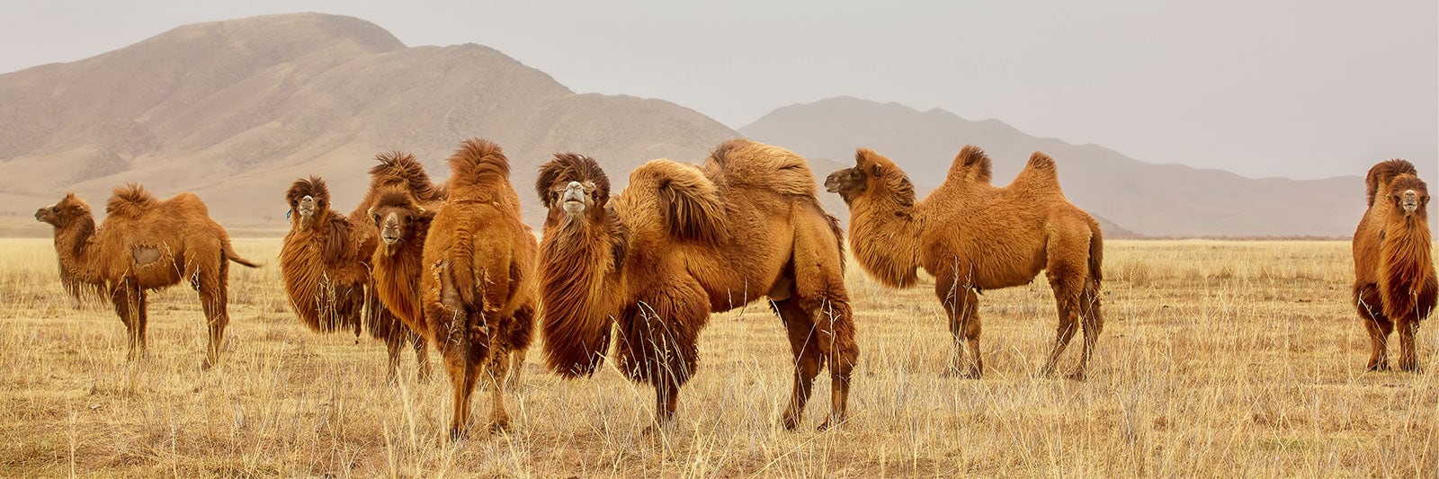 Эксклюзивная, тончайшая пряжа Baby Camel от Pascuali